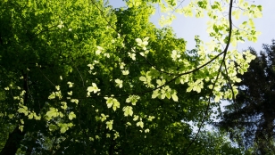 Duurzame houtige biogrondstoffen Zembla Warmtebedrijf Ede